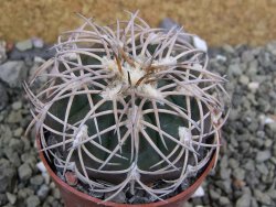 Gymnocalycium spegazzinii punillaense Tom 06-81/1 El Obelisco, pot 6,5 cm - 12401714