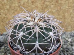 Gymnocalycium spegazzinii punillaense Tom 06-81/1 El Obelisco, pot 6,5 cm - 12401715