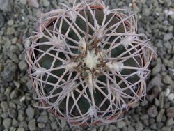 Gymnocalycium spegazzinii punillaense Tom 06-81/1 El Obelisco, pot 6,5 cm - 12401716