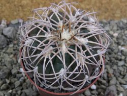 Gymnocalycium spegazzinii punillaense Tom 06-81/1 El Obelisco, pot 6,5 cm - 12401717