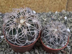 Gymnocalycium spegazzinii punillaense Tom 06-81/1 El Obelisco, pot 6,5 cm - 12401718