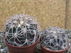 Gymnocalycium spegazzinii punillaense Tom 06-81/1 El Obelisco, pot 6,5 cm - 12401719