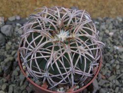 Gymnocalycium spegazzinii punillaense Tom 06-81/1 El Obelisco, pot 6,5 cm - 12401720