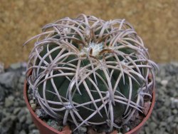 Gymnocalycium spegazzinii punillaense Tom 06-81/1 El Obelisco, pot 6,5 cm - 12401721