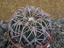 Gymnocalycium spegazzinii punillaense Tom 06-81/1 El Obelisco, pot 6,5 cm