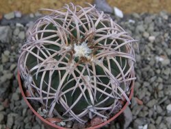 Gymnocalycium spegazzinii punillaense Tom 06-81/1 El Obelisco, pot 6,5 cm - 12401723