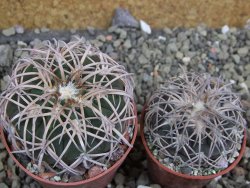 Gymnocalycium spegazzinii punillaense Tom 06-81/1 El Obelisco, pot 6,5 cm - 12401724