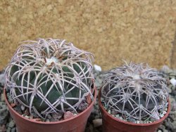 Gymnocalycium spegazzinii punillaense Tom 06-81/1 El Obelisco, pot 6,5 cm - 12401725