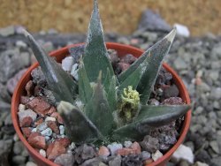 Ariocarpus trigonus horacekii Jaumave, Tam. pot 5,5 cm - 12401726