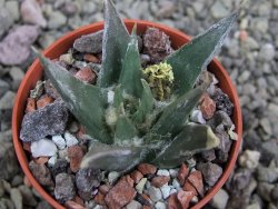 Ariocarpus trigonus horacekii Jaumave, Tam. pot 5,5 cm - 12401728