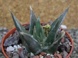 Ariocarpus trigonus horacekii Jaumave, Tam. pot 5,5 cm - 12401729