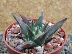 Ariocarpus trigonus horacekii Jaumave, Tam. pot 5,5 cm - 12401731