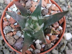 Ariocarpus trigonus horacekii Jaumave, Tam. pot 5,5 cm - 12401732