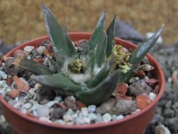 Ariocarpus trigonus horacekii Jaumave, Tam. pot 5,5 cm - 12401734