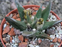 Ariocarpus trigonus horacekii Jaumave, Tam. pot 5,5 cm - 12401735