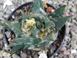 Ariocarpus trigonus horacekii Jaumave, Tam. pot 5,5 cm - 12401737