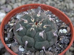 Gymnocalycium vatteri unguispinum, pot 5,5 cm