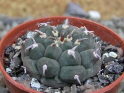 Gymnocalycium vatteri unguispinum, pot 5,5 cm - 12401741