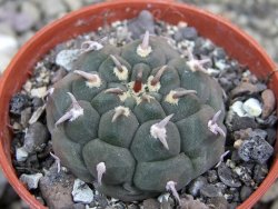 Gymnocalycium vatteri unguispinum, pot 5,5 cm - 12401742