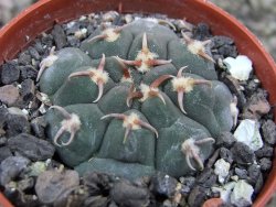 Gymnocalycium vatteri unguispinum, pot 5,5 cm - 12401744