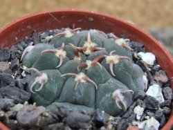 Gymnocalycium vatteri unguispinum, pot 5,5 cm - 12401745