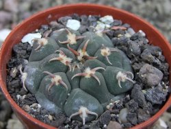 Gymnocalycium vatteri unguispinum, pot 5,5 cm - 12401746