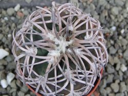 Gymnocalycium spegazzinii punillaense Tom 06-81/1 El Obelisco, pot 5,5 cm - 12401748