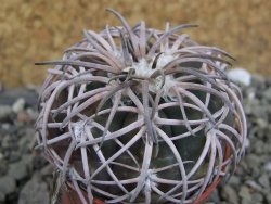 Gymnocalycium spegazzinii punillaense Tom 06-81/1 El Obelisco, pot 5,5 cm - 12401750