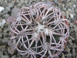 Gymnocalycium spegazzinii punillaense Tom 06-81/1 El Obelisco, pot 5,5 cm - 12401751