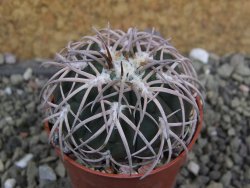 Gymnocalycium spegazzinii punillaense Tom 06-81/1 El Obelisco, pot 5,5 cm - 12401752