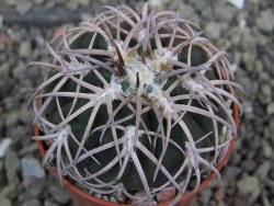 Gymnocalycium spegazzinii punillaense Tom 06-81/1 El Obelisco, pot 5,5 cm - 12401754