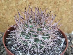 Pyrrhocactus bulbocalyx, pot 9 cm - 12401755