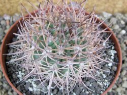 Pyrrhocactus bulbocalyx, pot 9 cm - 12401757