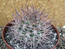 Pyrrhocactus bulbocalyx, pot 9 cm - 12401758