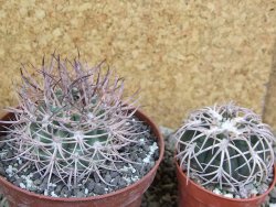 Pyrrhocactus bulbocalyx, pot 9 cm - 12401759