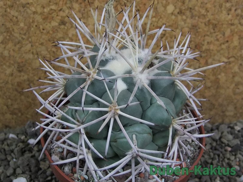 Coryphantha valida SB 288 Cerro Bola pot 10 cm