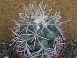 Coryphantha valida SB 288 Cerro Bola pot 10 cm