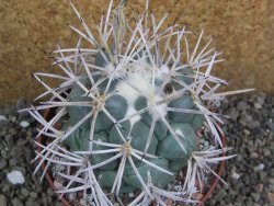 Coryphantha valida SB 288 Cerro Bola pot 10 cm - 12401761