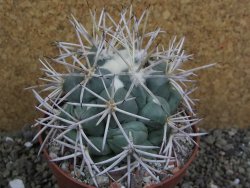 Coryphantha valida SB 288 Cerro Bola pot 10 cm - 12401762