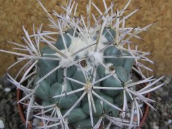 Coryphantha valida SB 288 Cerro Bola pot 10 cm - 12401763