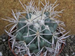 Coryphantha valida SB 288 Cerro Bola pot 10 cm - 12401764