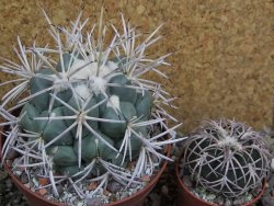 Coryphantha valida SB 288 Cerro Bola pot 10 cm - 12401765