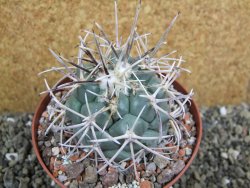 Coryphantha poselgeriana valida El Hundido pot 10,5 cm - 12401766