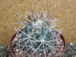 Coryphantha poselgeriana valida El Hundido pot 10,5 cm - 12401767