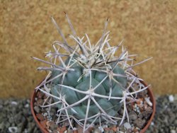 Coryphantha poselgeriana valida El Hundido pot 10,5 cm - 12401769