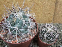 Coryphantha poselgeriana valida El Hundido pot 10,5 cm - 12401770