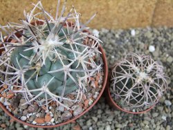 Coryphantha poselgeriana valida El Hundido pot 10,5 cm - 12401771