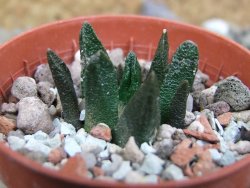 Ariocarpus scapharostrus Rayones, pot 5,5 cm - 12401773