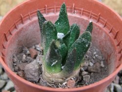 Ariocarpus scapharostrus Rayones, pot 5,5 cm - 12401774