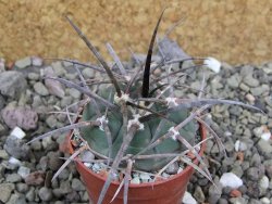 Gymnocalycium armatum LH1431 Pajcho centro, Tarija, pot 5,5 cm